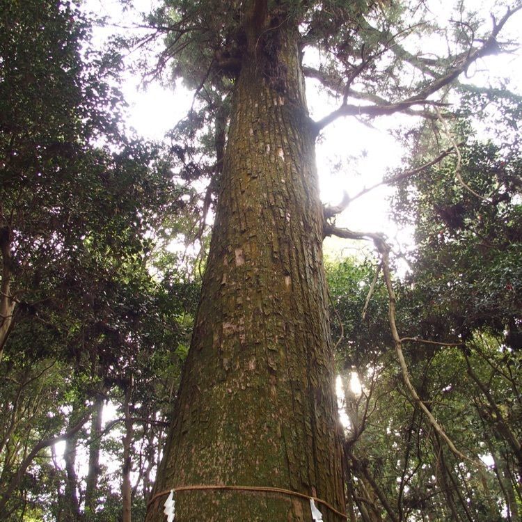 音（おと）さんが投稿した熊山遺跡に関する口コミの画像
