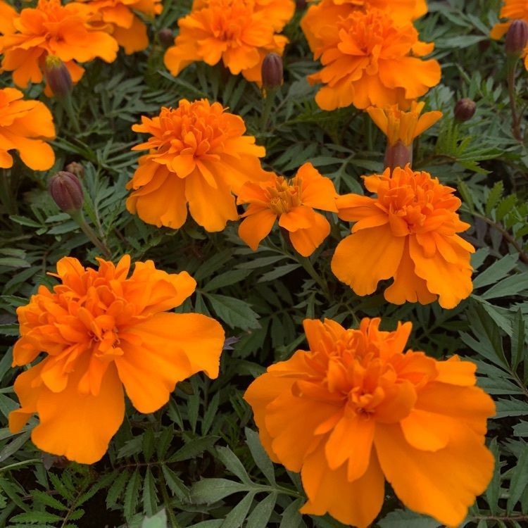 blossom&C7の画像