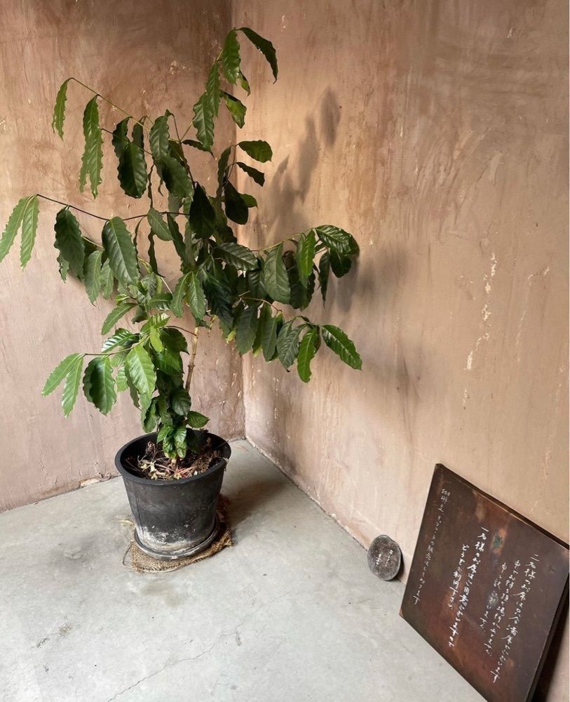 mozuku0916さんが投稿した蕪木（カブキ）に関する口コミの画像