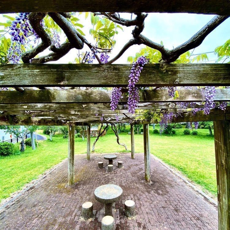Satoshi.Nさんが投稿した県立印旛沼公園に関する口コミの画像