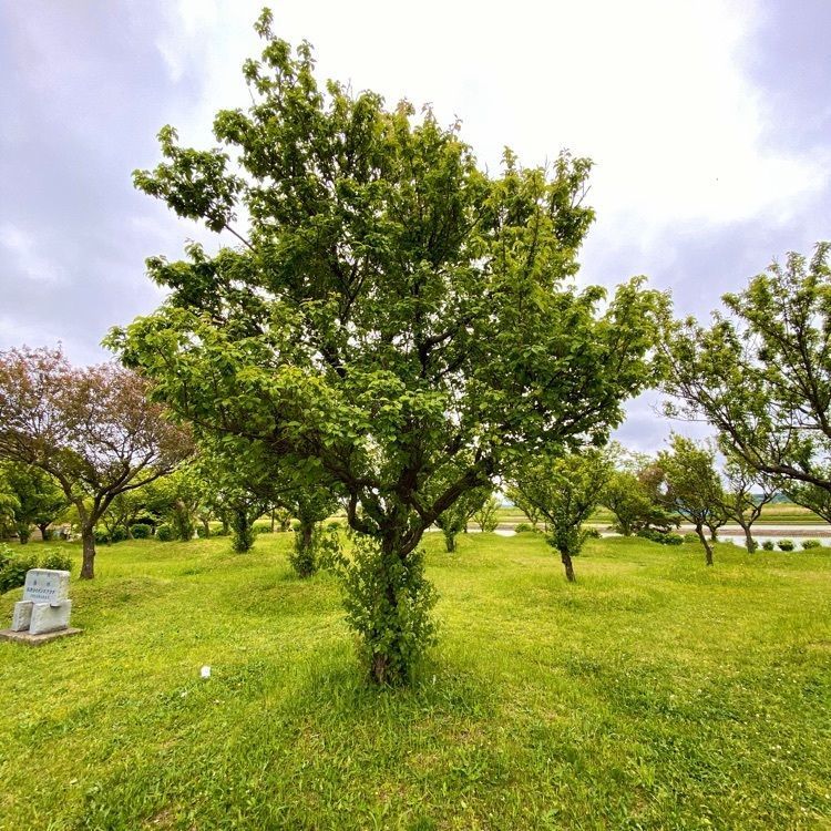 Satoshi.Nさんが投稿した県立印旛沼公園に関する口コミの画像