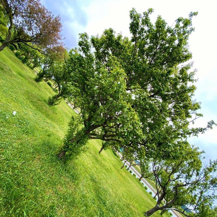 Satoshi.Nさんが投稿した県立印旛沼公園に関する口コミの画像