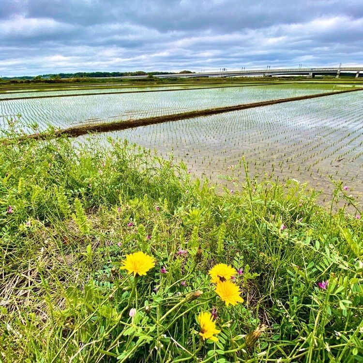 Satoshi.Nさんが投稿した県立印旛沼公園に関する口コミの画像