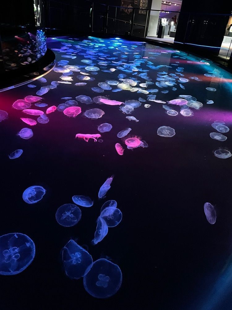 ☆さんが投稿したすみだ水族館に関する口コミの画像