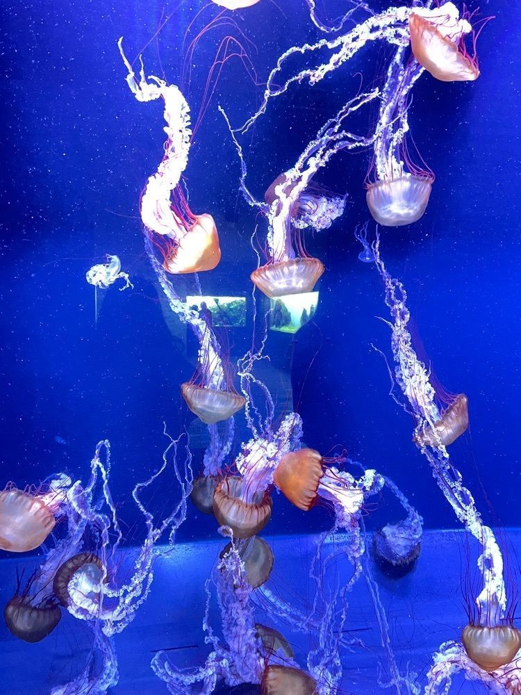 ☆さんが投稿したすみだ水族館に関する口コミの画像