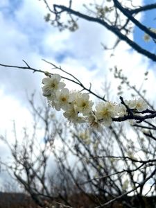 坂本八幡宮 3枚目