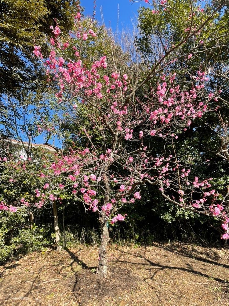 ダルマ大使さんが投稿した向山緑地公園の梅に関する口コミの画像