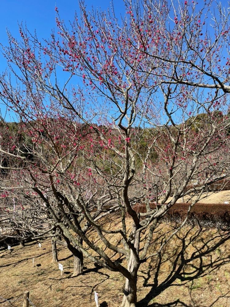 ダルマ大使さんが投稿した向山緑地公園の梅に関する口コミの画像