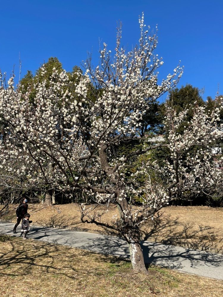 ダルマ大使さんが投稿した向山緑地公園の梅に関する口コミの画像