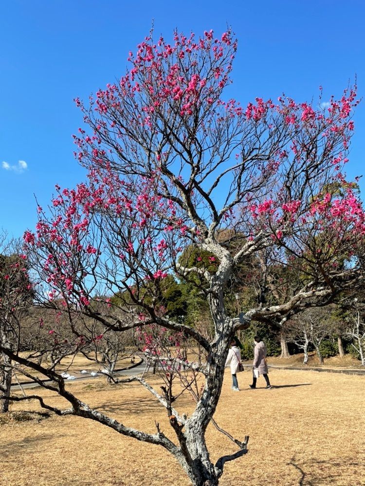 ダルマ大使さんが投稿した向山緑地公園の梅に関する口コミの画像