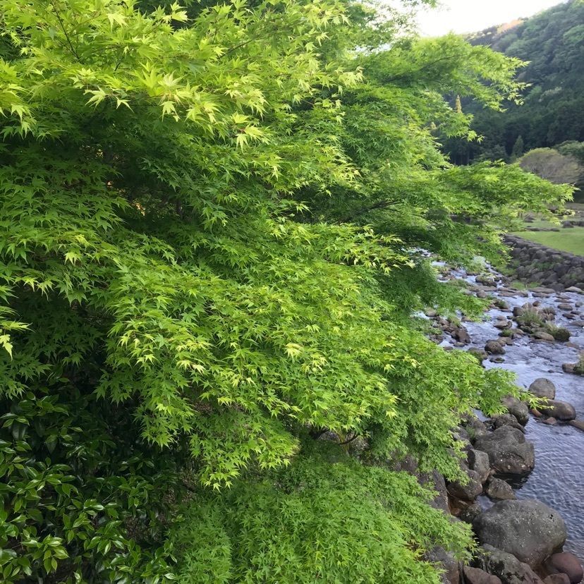 Maedaさんが投稿した桃沢キャンプ場に関する口コミの画像