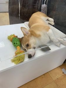 ムサシ 京都八幡店