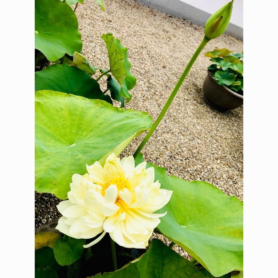 ＫMＴKさんが投稿した喜光寺の蓮に関する口コミの画像