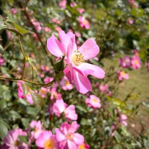 萩の茶屋 3枚目