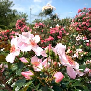 萩の茶屋 4枚目