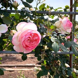 萩の茶屋 5枚目