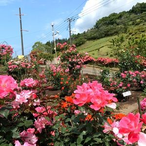 萩の茶屋 6枚目