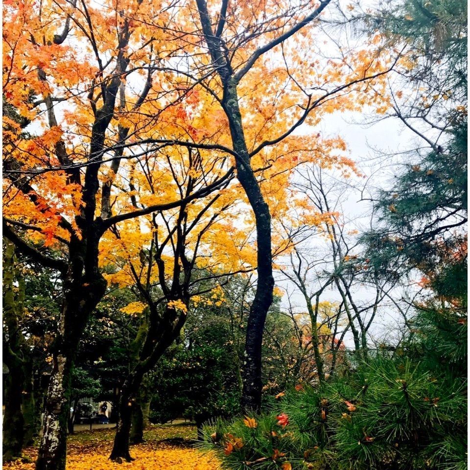 ＫMＴKさんが投稿した兼六園 寄観亭（きかんてい）に関する口コミの画像