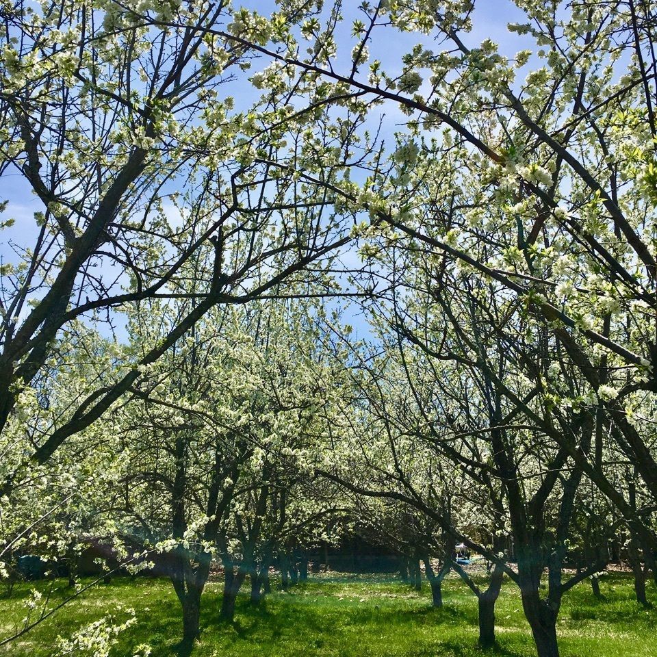 yoshiさんが投稿したどんぐり公園プラムカントリーに関する口コミの画像