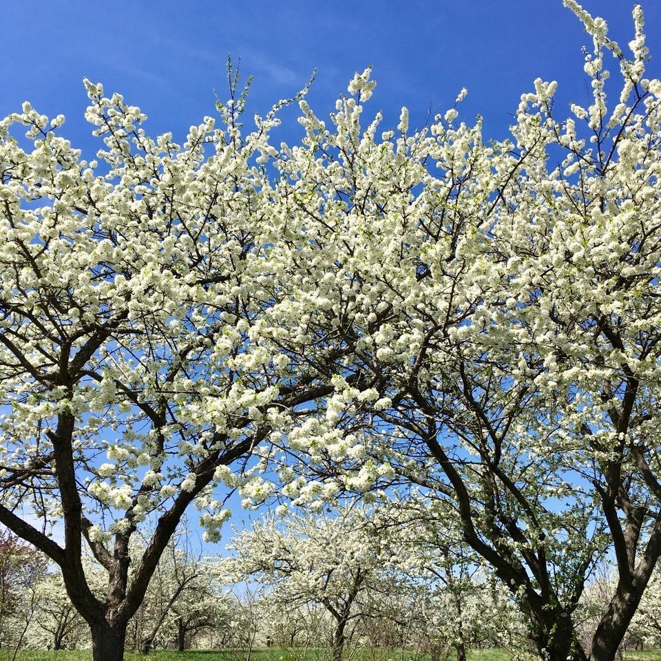 yoshiさんが投稿したどんぐり公園プラムカントリーに関する口コミの画像