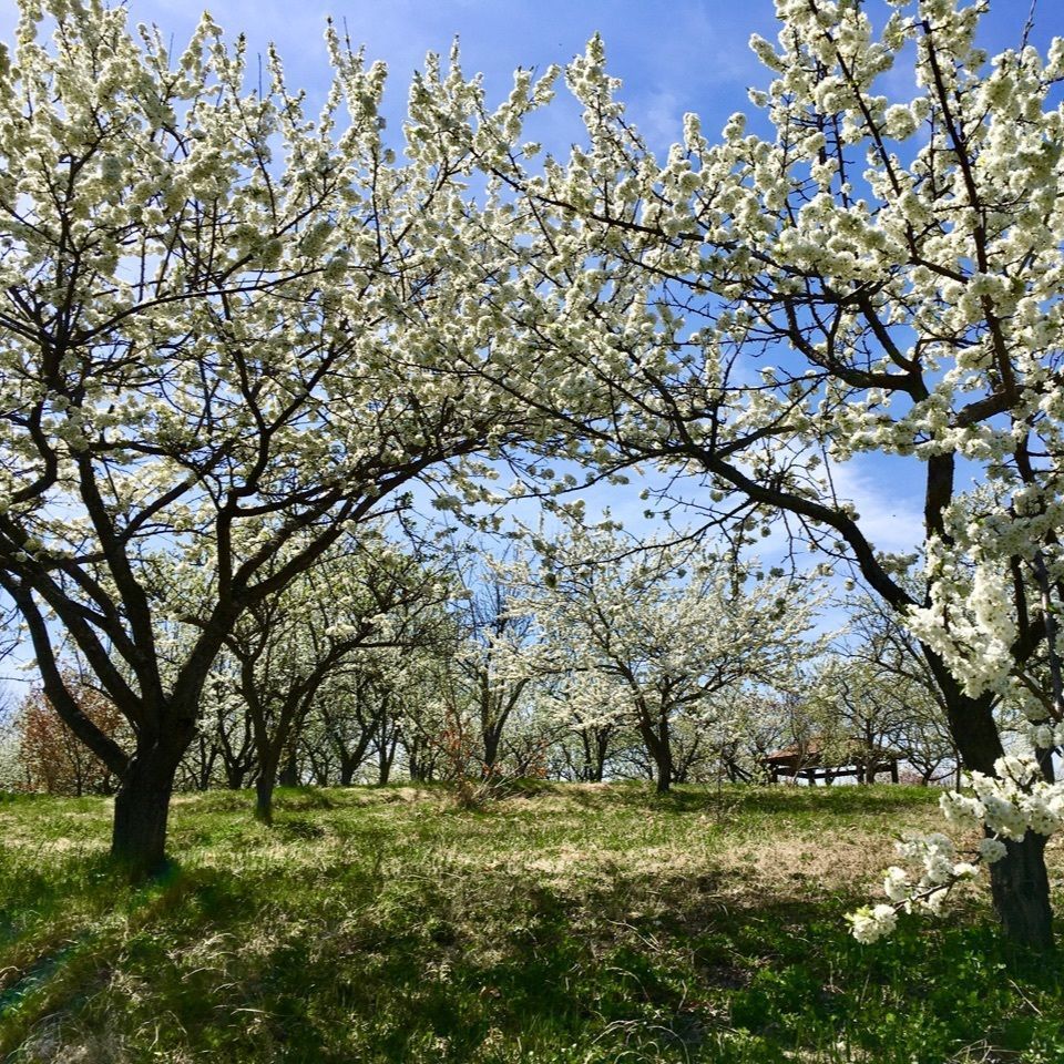 yoshiさんが投稿したどんぐり公園プラムカントリーに関する口コミの画像