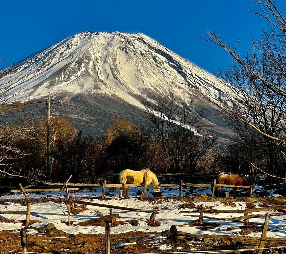 ビンカさんが投稿したフジクラシック（FUJI　CLASSIC）に関する口コミの画像
