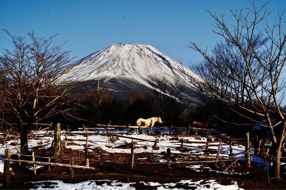 ビンカさんが投稿したフジクラシック（FUJI　CLASSIC）に関する口コミの画像