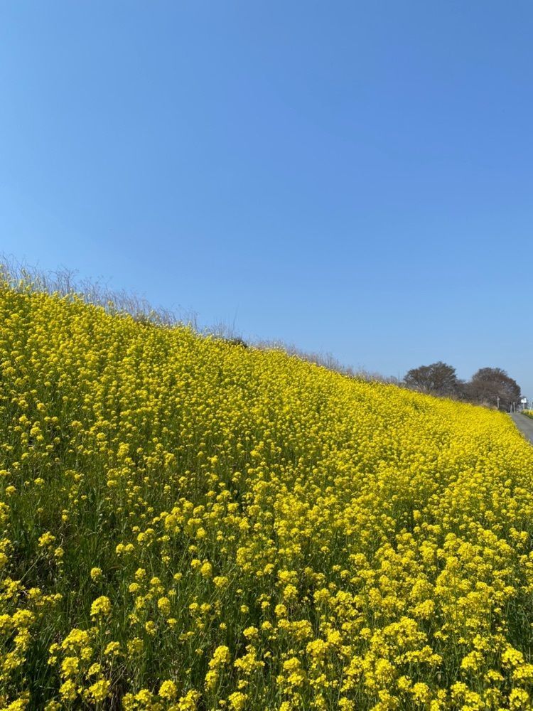 miinoさんが投稿した菜の花畑（宇津木苺園のわき）に関する口コミの画像