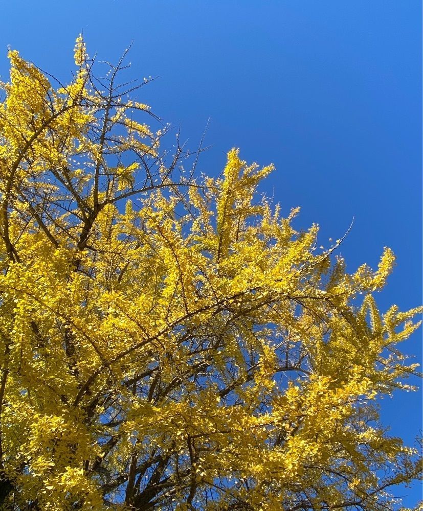 miinoさんが投稿した菜の花畑（宇津木苺園のわき）に関する口コミの画像