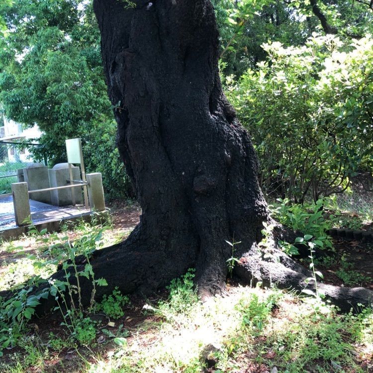 modernさんが投稿した松戸市戸定歴史館に関する口コミの画像