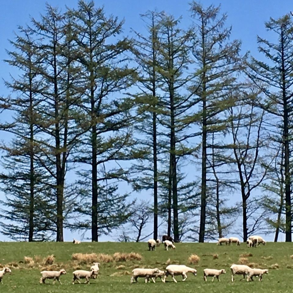 yoshiさんが投稿した足寄町に関する口コミの画像