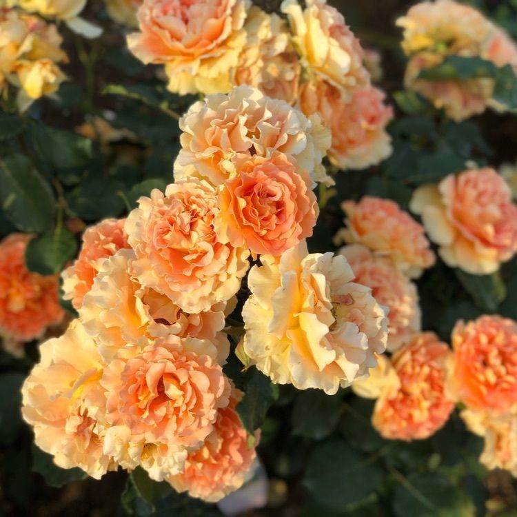 あ~ちんさんが投稿した向ケ丘遊園跡地・生田緑地内のバラに関する口コミの画像