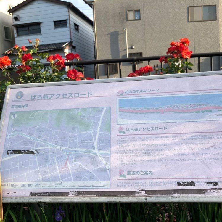 あ~ちんさんが投稿した向ケ丘遊園跡地・生田緑地内のバラに関する口コミの画像