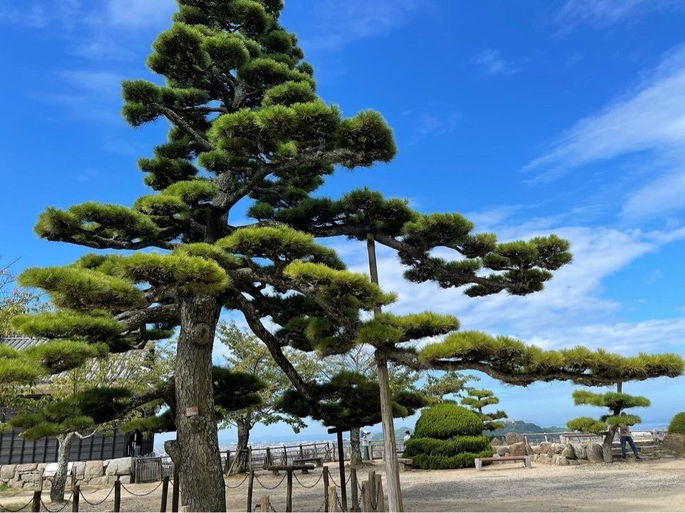 Qsaさんが投稿した松山城に関する口コミの画像