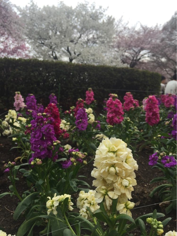 nori_orenoさんが投稿した新宿御苑に関する口コミの画像