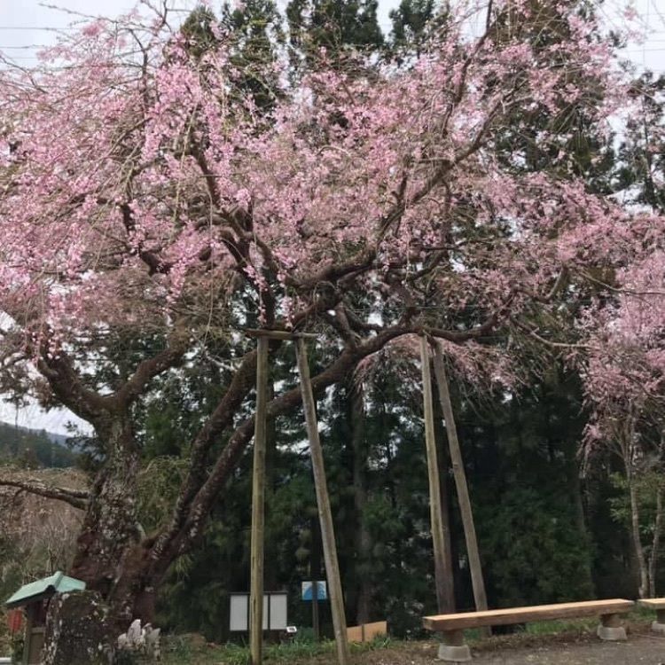 ＤＪゴン太さんが投稿した寿永桜に関する口コミの画像