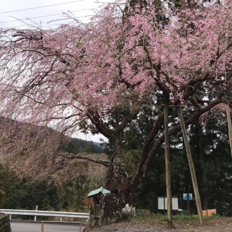 ＤＪゴン太さんが投稿した寿永桜に関する口コミの画像