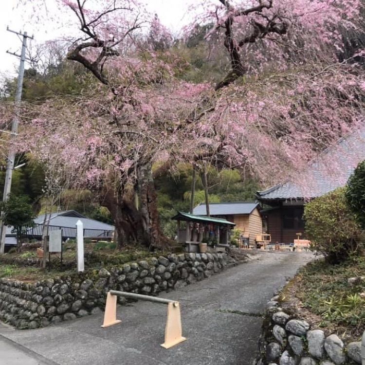 ＤＪゴン太さんが投稿した寿永桜に関する口コミの画像