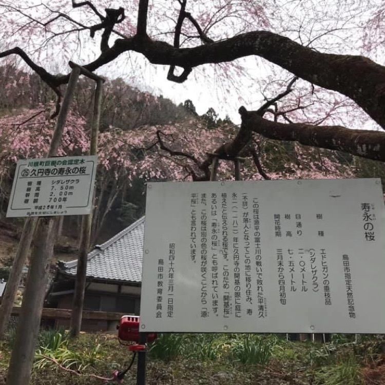 ＤＪゴン太さんが投稿した寿永桜に関する口コミの画像