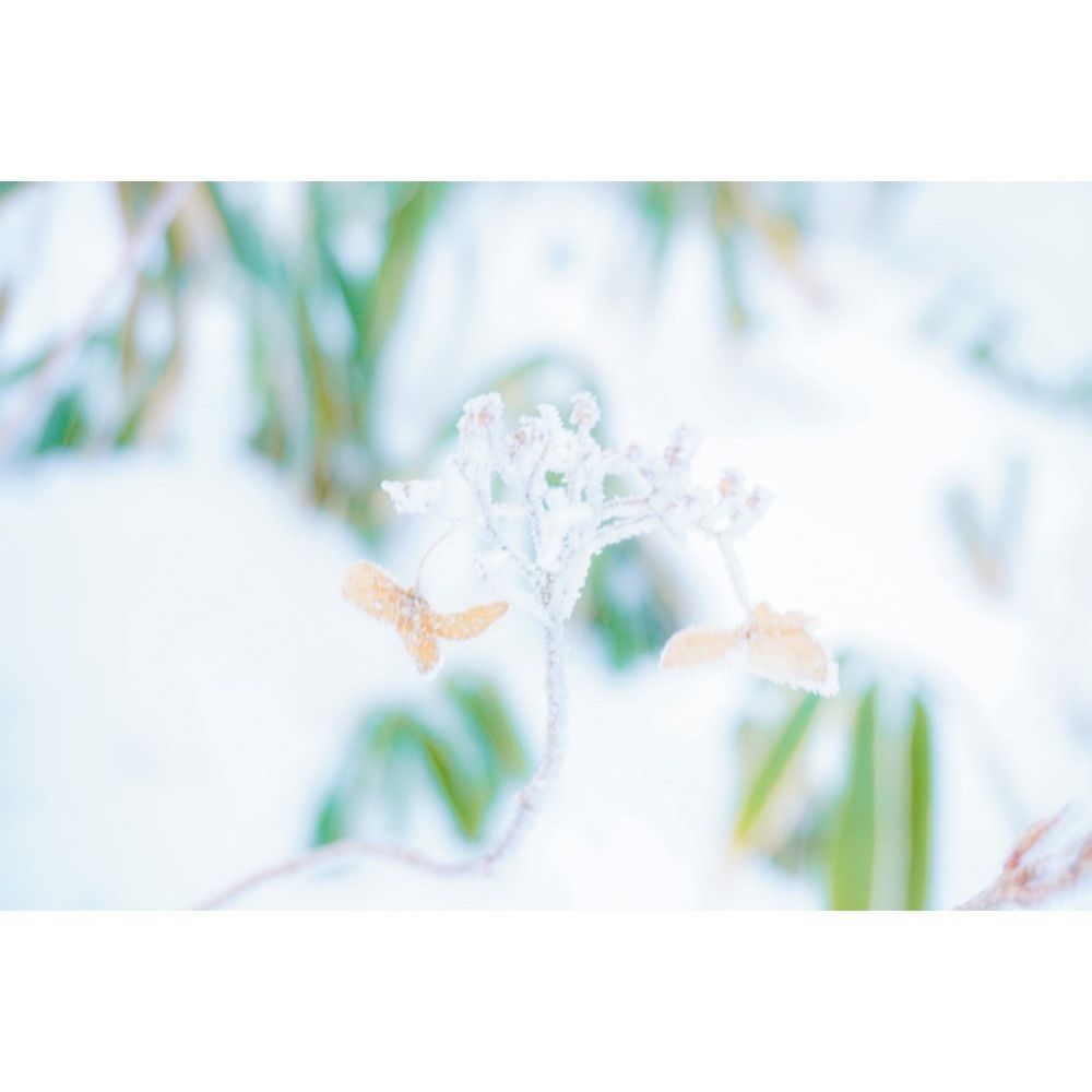 urban_garden_243aさんが投稿した金剛山に関する口コミの画像