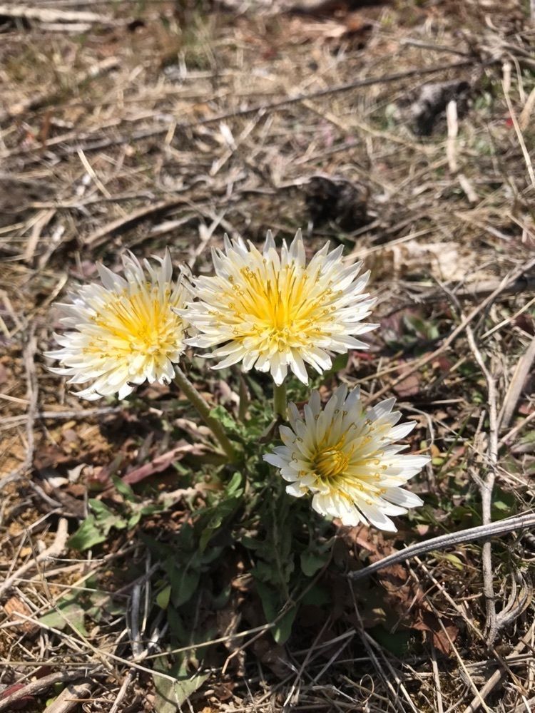 norisanさんが投稿した内原野陶芸館・ガラス工房に関する口コミの画像