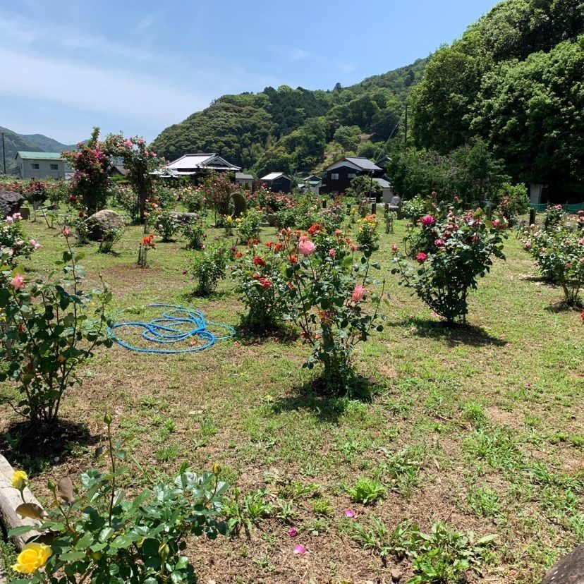 メリーさんが投稿した八戒に関する口コミの画像