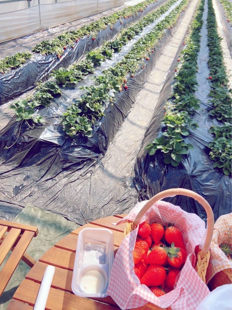 mariさんが投稿した野口いちご園に関する口コミの画像