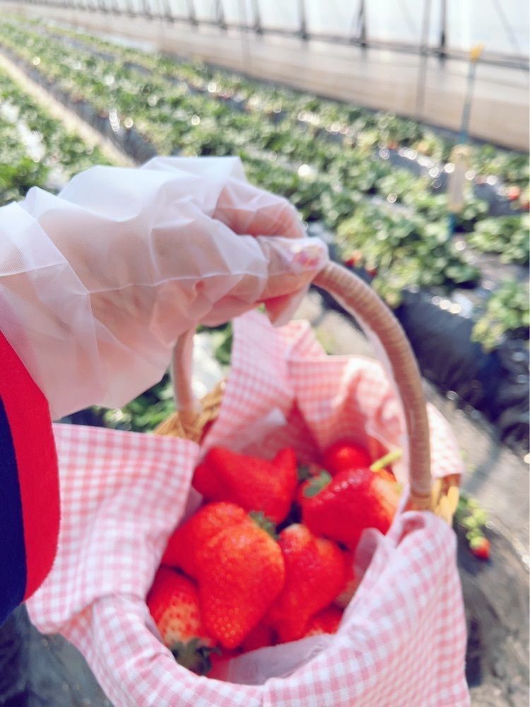 mariさんが投稿した野口いちご園に関する口コミの画像