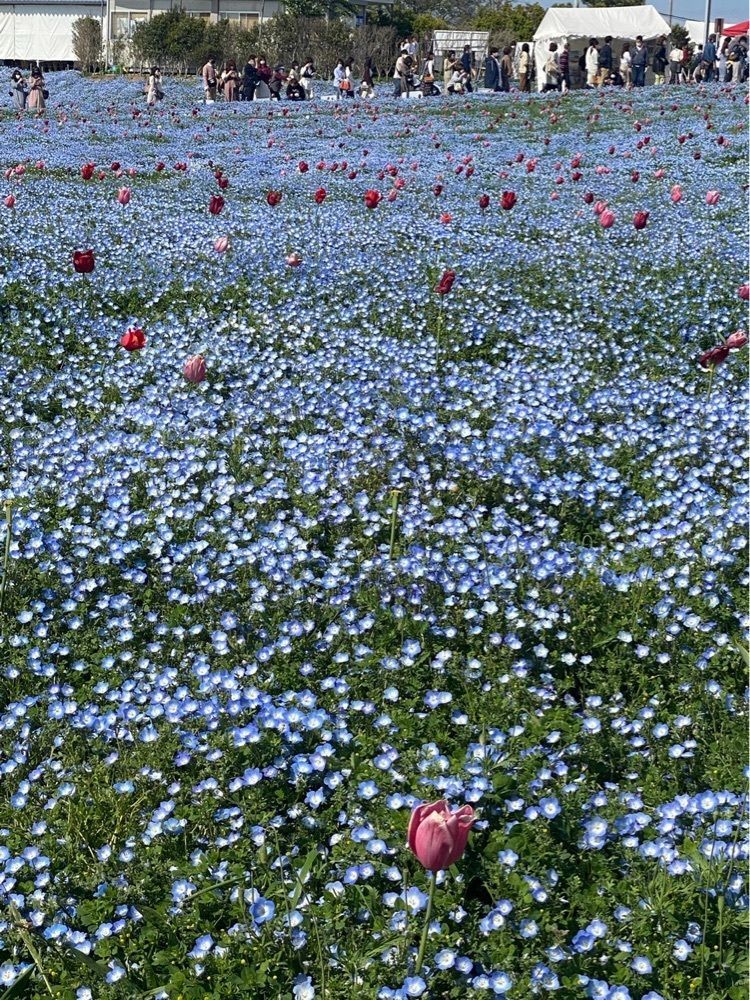 ひろちゃまさんが投稿した大阪舞洲ゆり園に関する口コミの画像
