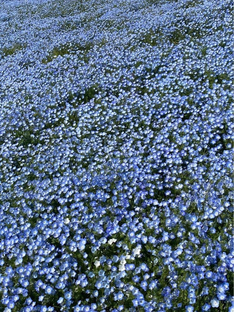 ひろちゃまさんが投稿した大阪舞洲ゆり園に関する口コミの画像