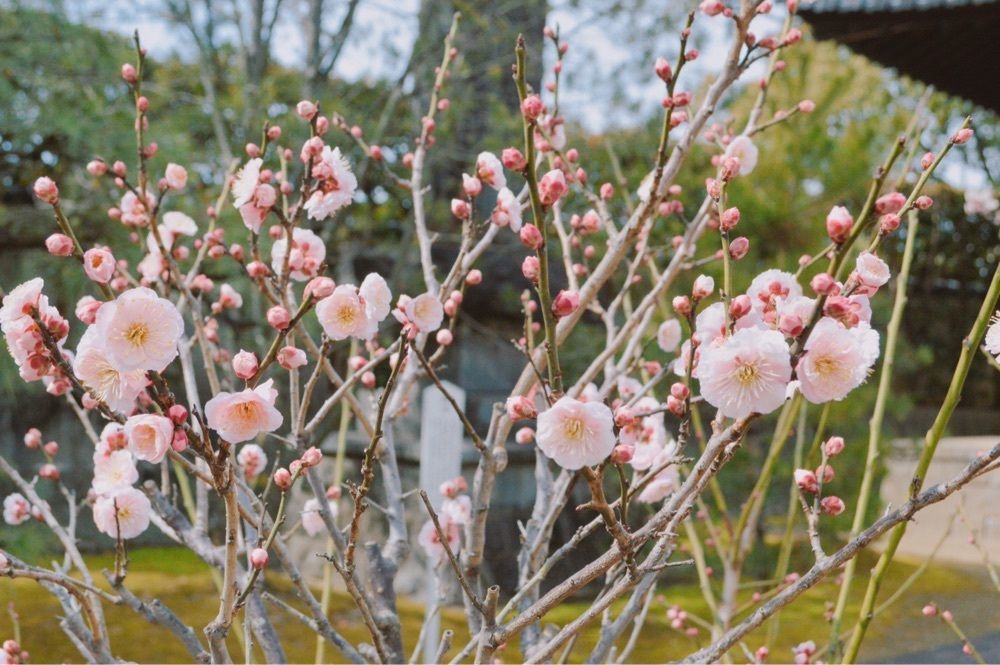 KOMUGI45さんが投稿した梅林寺外苑の梅に関する口コミの画像
