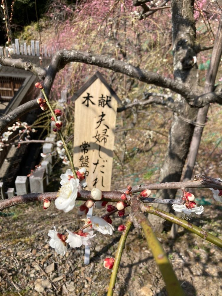 Natsuさんが投稿した大縣神社に関する口コミの画像
