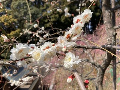 大縣神社 3枚目