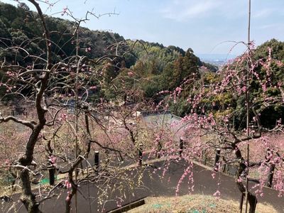 大縣神社 4枚目